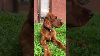 Irish Setter Puppy Age 3 months First day in our house irishsetter dogs [upl. by Novhaj]