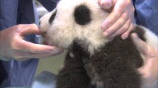 Unbearably Cute Panda Cub Exam Compilation [upl. by Neiviv]