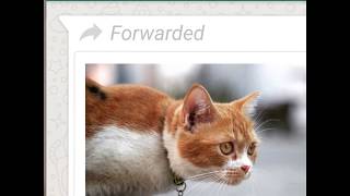 Learn All About the Forwarded Message Indicator  WhatsApp [upl. by Nelleoj]