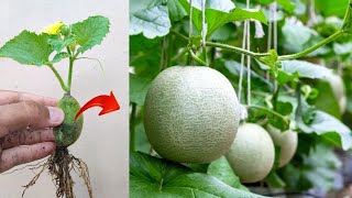 Best skills How to grow Cantaloupes tree from cantaloupe fruit in pot [upl. by Eelanaj]