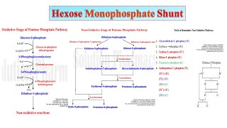 08 HMP Shunt Part 02  Significance of Hexose MonoPhosphate Shunt  PPP  Biochemistry [upl. by Willock480]