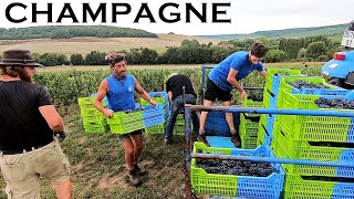 Les vendanges en Champagne chez David Faivre  2022 [upl. by End]