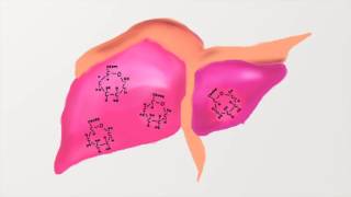 Insulin and Glucagon Signaling [upl. by Pollak]