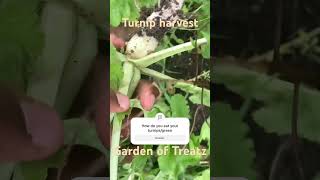 It’s time to turnip up on the Garden of Treatz homestead str8juice funny turnip farmersmarket [upl. by Nhguahs]