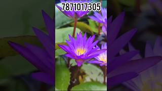 Water Lilly Blue whistle for sales waterlillygardeningshortsshortsfeedtrendingviralvideoshort [upl. by Suitangi]