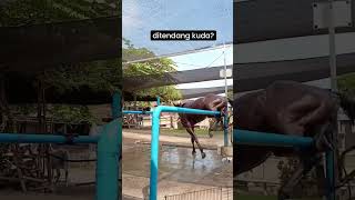 Égua brava😡😤 cavalos cavalo amorporcavalos amocavalos duet horse [upl. by Gnilhsa]