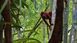 Red Howler Monkeys Chaguaramas Trinidad [upl. by Girardi954]