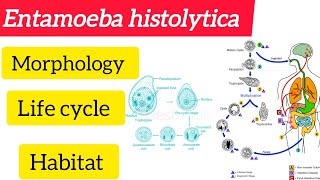 Entamoeba histolytica MorphologyLife cycle Habitat amphabit BSC 3rd year Zoologyhandwritten [upl. by Giacobo]