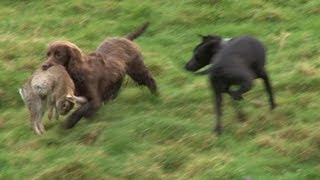 Ferreting rabbits with every dog weve got [upl. by Zobe]