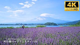 Beautiful scenery of Lavender fields and Mt Fuji  When the lavender in Oishi Park is in Full Bloom [upl. by Kanter]