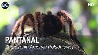 Zagrożenia Ameryki Południowej  Pantanal  Film przyrodniczy  Film edukacyjny przyrodniczy  HD [upl. by Nimsay]