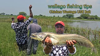 Wallago Fish Catching  Cheken Fishing  ABS Fishing Videos in Hindi [upl. by Kwapong]