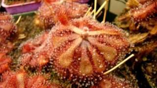 Drosera natalensis  Sundew Carnivorous Plant [upl. by Meridith]