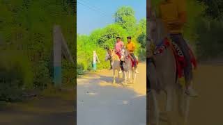 Diwali paldi horse race video horse lover video horse video [upl. by Krug323]