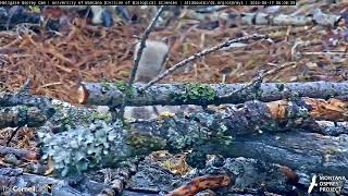 A Second Osprey Nestling Hatches At Hellgate Nest – June 17 2024 [upl. by Osswald]