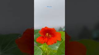 Nasturtium aka Haldi plant is a very powerful herb used in aayurvedik medication herbs [upl. by Liebowitz]