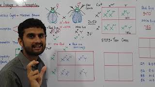 Ch22 Lec24 Sex linkage in Drosophila UrduHindi Lecture Fsc MDCAT NCERT by M Bilal Chaudhary [upl. by Jessey]