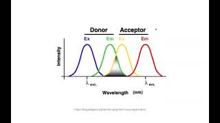 FRET fluorophores amp fluorescence  concepts amp examples [upl. by Cavan]