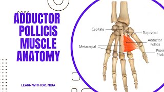 Adductor Pollicis Muscle Anatomy  Anatomy Lecture Series [upl. by Bentlee189]