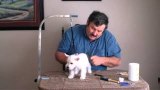 How to groom a westie puppy [upl. by Annawot640]