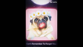 Soo Adorable Pug Loulou Ember Toy Aussie and Pug Maggie Capcut Edit 🐕🍁 [upl. by Westberg]