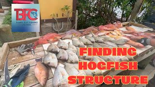 Hogfish Structure What to look for when fishing offshore [upl. by Kresic]