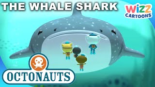 Octonauts  The Whale Shark 🐳 🦈  S1EP10 Full Episode  WizzCartoons [upl. by Nnaeus]