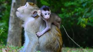 Breaking News Newborn Monkey nothing in stomach really Crying Loudly  MonkeyAnimals​ [upl. by Nnybor]