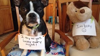 13 Dog Shaming Pics [upl. by Zielsdorf]