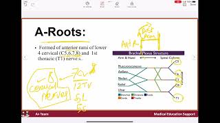 Brachial plexus [upl. by Maunsell326]