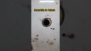 Ascaridia in Falcon viralshort birds fun media [upl. by Sumaes285]