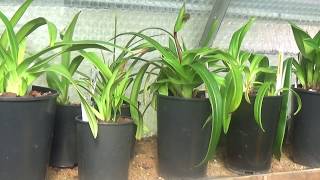 My phragmipedium culturePart 1 [upl. by Ikcim]