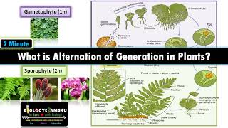 What is Alternation of Generations in Plants Sporophyte vs Gametophyte with examples [upl. by Duaner]