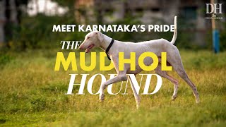 How Karnataka brought back Mudhol Hound dogs from the brink of extinction [upl. by Ennalorac]