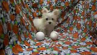 Smallest Adult Dog in the world Micro Tiny Teacup MaltiPoo [upl. by Aronal]