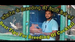 Cocktail ka breeding taiyari kaise karen How to prepare for breeding of cocktail [upl. by Irolav]