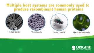 Educational Seminar Expression Hosts for Recombinant Proteins [upl. by Ricardo408]