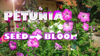 How to Grow Petunias from Seeds to Gorgeous Blooms  Step by Step Guide [upl. by Anitsihc]