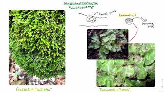 Hornworts Liverworts and Mosses [upl. by Joyan65]