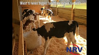 NRV Inc  Highest Quality Calf Nutrition [upl. by Neiht]