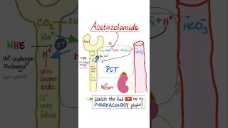 Acetazolamide Diuretics  Pharmacology…mbbs nurse nclex doctor usmle pharmacist veterinary [upl. by Costanza]