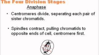 Mitosis  A Level AS Biology Revision [upl. by Airetnohs]