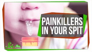 The Super Strong Painkiller Hiding in Your Spit [upl. by Donegan]