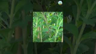 लखपति बनाएगी इस medicinal plant की खेती  Stevia Farming  Kheti Bagwani [upl. by Arlie274]