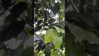 酪梨的英語單字「avocado」源於西班牙語的「aguacate」 P americana garden 果園 tree leaf VID20240923170821 [upl. by Soisinoid44]