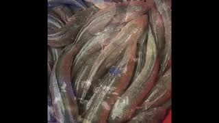 Kerala Delivery Vietnamese Snakehead fish seed murrel Fish farming india Koramenu viraal [upl. by Ludovico548]