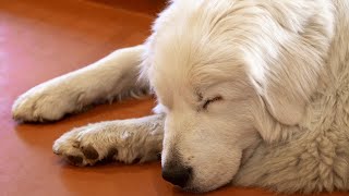 Common Health Issues in Great Pyrenees Dogs [upl. by Noirred]