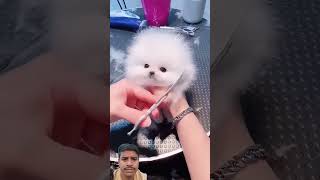 Cute Teacup Puppy Bathing and Grooming  Pet lovers [upl. by Ardnossak]