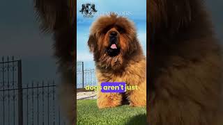 Tibetan Mastiff  A 1 million dog facts wildlifekingdom animaldocumentary [upl. by Pentha]