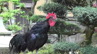 japanese rooster crowing continuously for 20 seconds [upl. by Frazer]